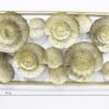 Stylish Metal Wall Art | Amazing Flower Hanging Decor for your Home & Office